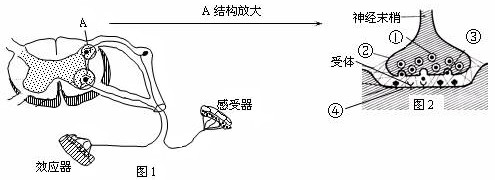下图是一个反射弧和突触的结构示意图,请分析回答下列