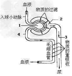 下图为肾单位中形成尿液的示意图,请根据图回答.