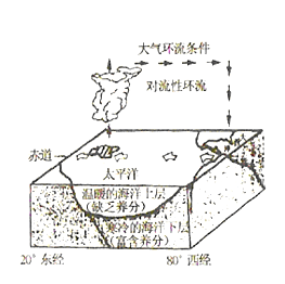 秘鲁寒流沿秘鲁沿岸向西北流 秘鲁寒流上升流带来丰富的诱饵,形成渔场