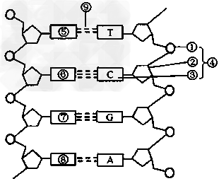 下图为dna分子结构示意图,对该图的描述正确的是