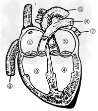 高中英语>现在分词的被动式考试题目下图是心脏结构示意图,看图回答