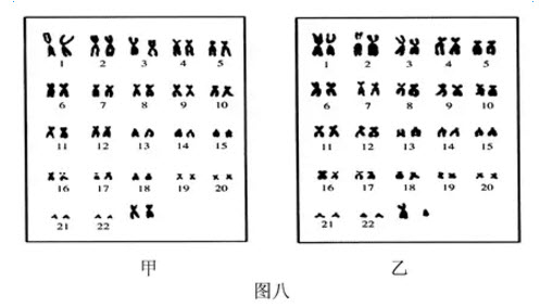 请观察下面经整理后的男女体细胞中染色体排序图图八并回答问题