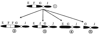下图①为某染色体的结构示意图,由①变异而成的染色体