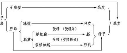 下图是南瓜的发育过程示意图,请据图回答