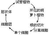 美国科学家将分离得到的成熟胡萝卜根的韧皮部细胞进行 - 刷刷题