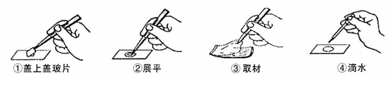 滴,撕,放,展,盖,染,吸",擦是擦拭载玻片和盖玻片,滴是滴加清水,撕是撕
