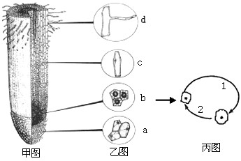 下图是植物体根尖的有关生命现象示意图.甲图表示根尖