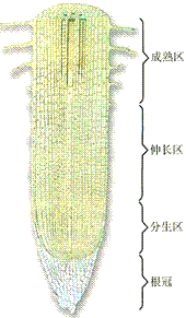 根尖结构 根冠,分生区,伸长区,成熟区(根吸收水分和无机盐的主要部位