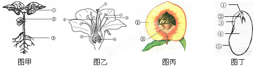 以下是绿色植物植株,花,果实,种子的示意图,下列说法错误的( )