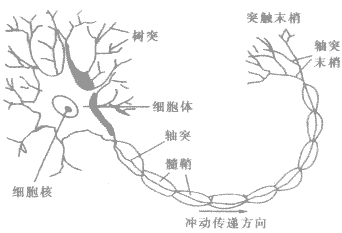 神经元的突起一般包括一条长而分支少的轴突和数条短而呈树状分支的
