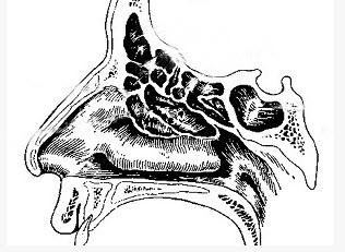 如图,分隔前组筛窦与后组筛窦的解剖标志是.