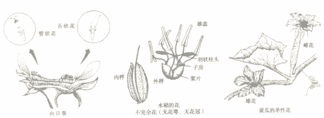 水仙花花朵的结构图片