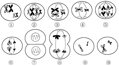 下图是某种动物细胞进行有丝分裂和减数分裂部分图.请 刷刷题