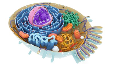 组织学与胚胎学（山东联盟-山东第一医科大学）-2020春夏 - 刷刷题