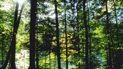 林业工程前沿进展-2020春夏 - 刷刷题