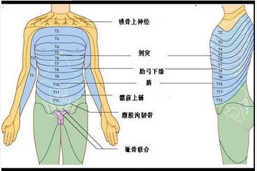 腰麻解剖层次图片图片