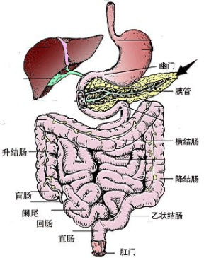 觀察圖片-人的消化系統結構模式圖,其中箭頭所示處的器官名稱是()