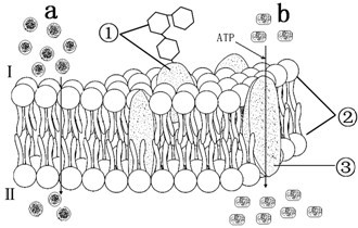 细胞膜结构模型简图图片