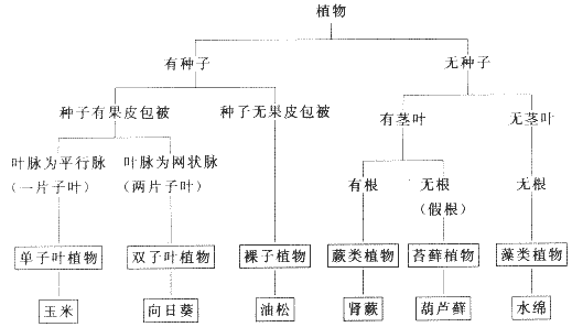 花,果实,种子是被子植物分类的主要依据,因为它们的形态和